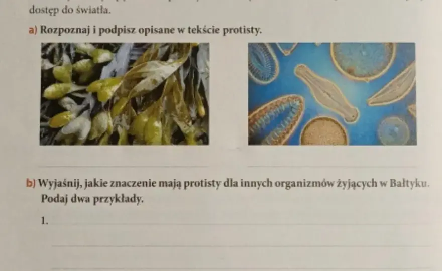 Znaczenie protistów dla organizmów w Bałtyku: kluczowe funkcje i wpływ