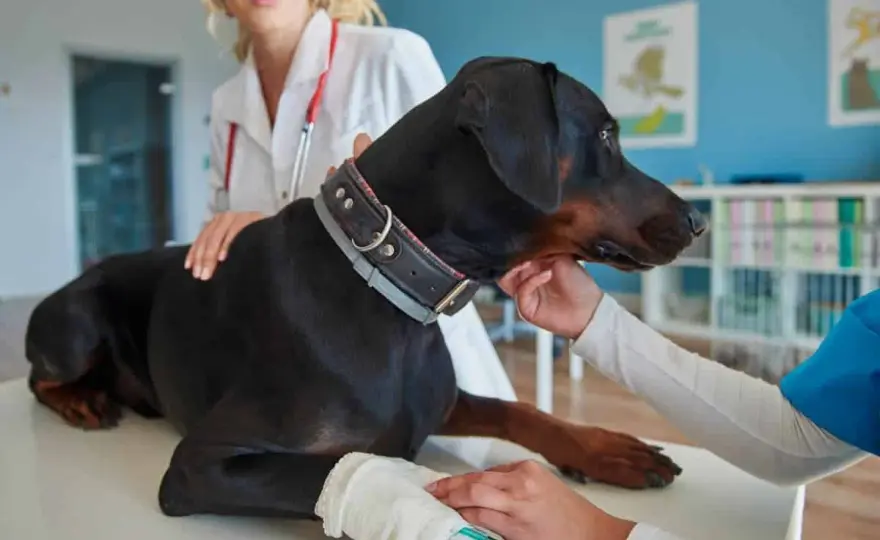 Diabetes canina - Señales clave para detectarla a tiempo