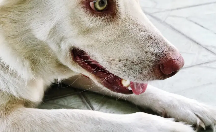 Bruit de gorge chez le chien - Causes et quand s'inquiéter?