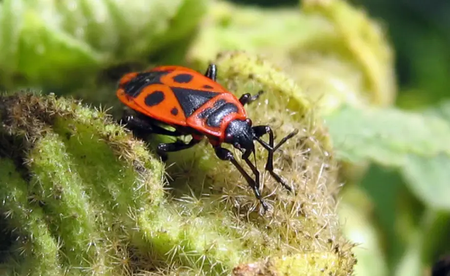 Insecte gendarme - Ne le traitez pas comme un ravageur !