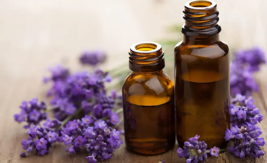 Lavande officinale - bienfaits, usages et précautions