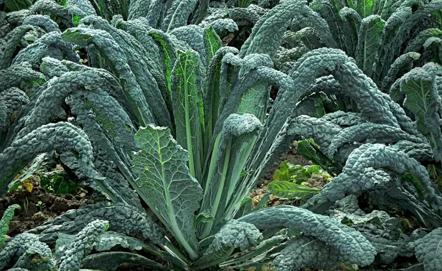 Cavolo nero, quando piantarlo per raccoglierlo fino all’inverno?