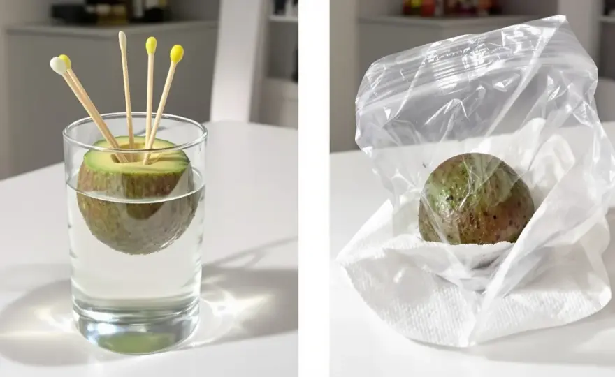 Faire pousser un avocatier - Le guide complet pour réussir