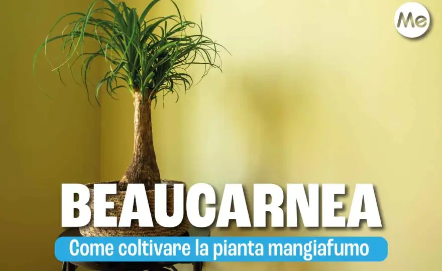 Mangiafumo con foglie marroni? Come curarla davvero
