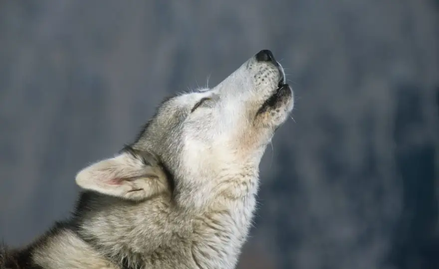 Dlaczego husky wyje? Odkryj przyczyny i jak to zrozumieć