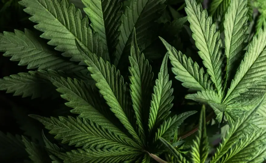 THC - Co to jest i jak działa? Poznaj różnice z CBD oraz ryzyka