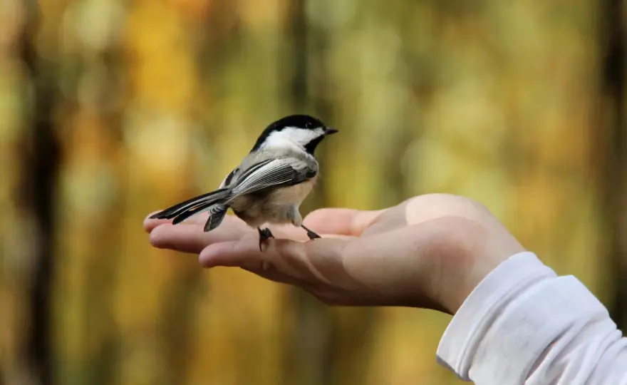 Significado espiritual de los pájaros - Interpreta su mensaje