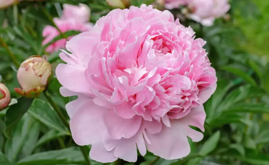 Color peonia - tonalità, semina e coltivazione in Italia
