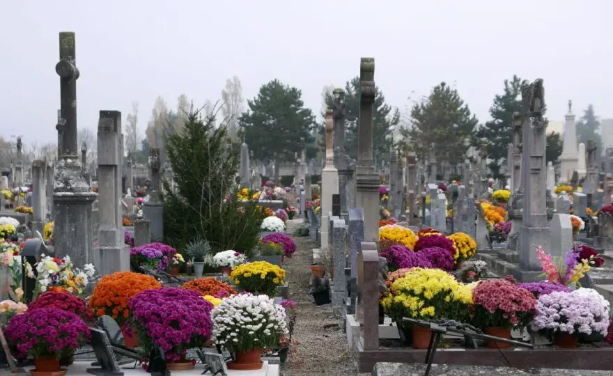 Jakie kwiaty na cmentarz zimą? Odkryj najlepsze rośliny do grobów