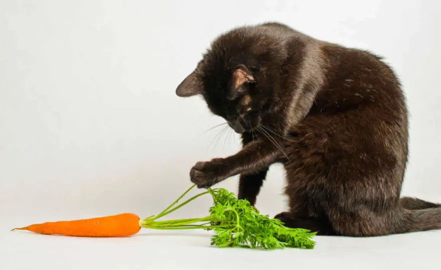 Marchewka dla kota: tak, ale z głową! Bezpieczny poradnik