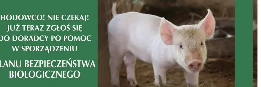 Plan bezpieczeństwa biologicznego: Ochrona hodowli świń krok po kroku