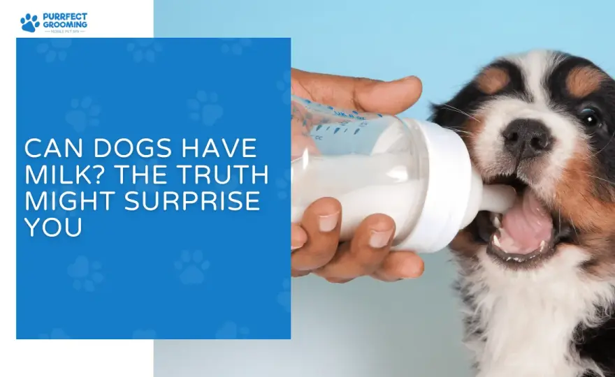 Can Dogs Drink Milk? The Truth About Dairy & Your Dog