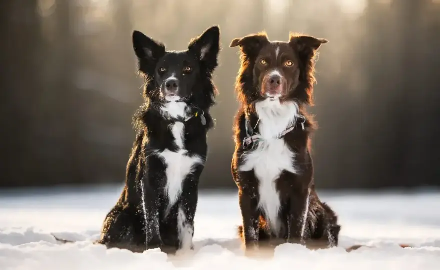Border collie miniaturka - Czy to prawda? Poznaj fakty!