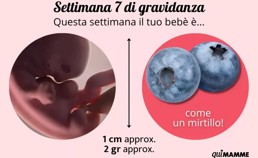 Settima settimana di gravidanza - sintomi, ecografia ed esami