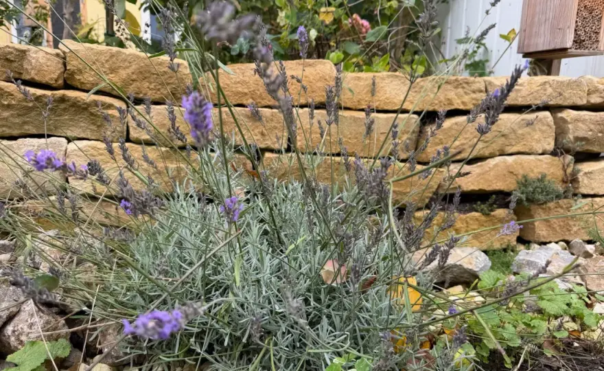 Lavendel schneiden - so bleibt der Strauch dicht und blühfreudig