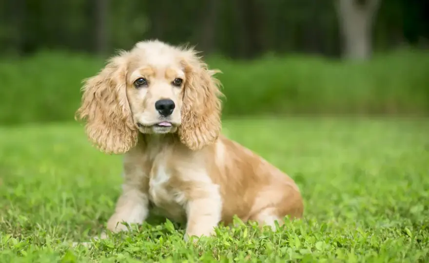 Cocker spaniel angielski - charakter, pielęgnacja i wybór szczeniaka
