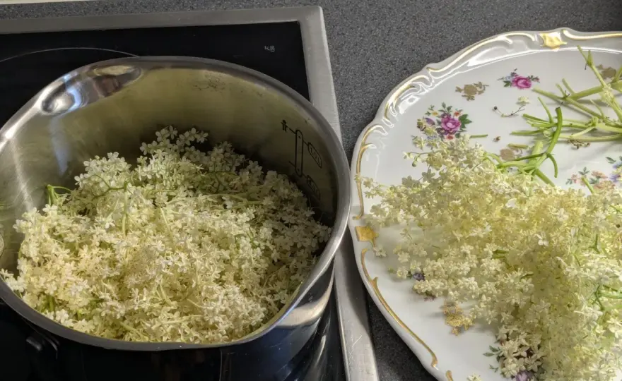 Sirop de sureau maison - la recette qui garde tout son parfum