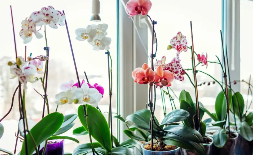 Remède de grand-mère pour orchidée - les astuces vraiment utiles