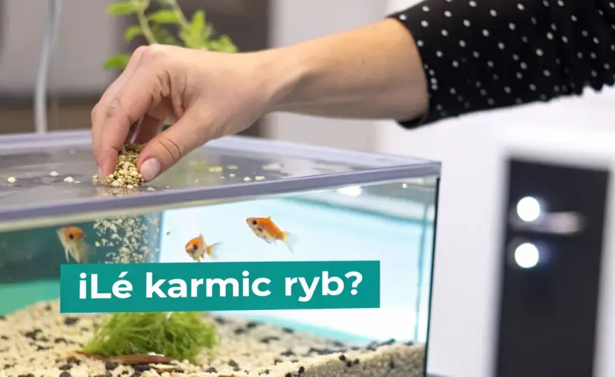 Czym karmić ryby? Dieta akwariowa i stawowa bez błędów