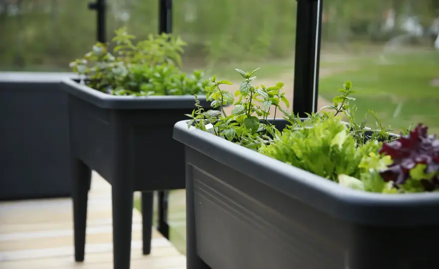 Odla mynta i kruka - så får du en tät och smakrik planta