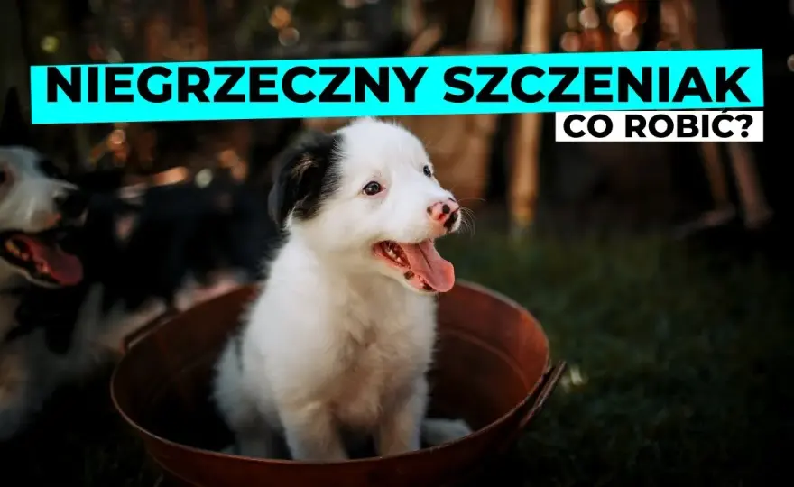 Niesforny szczeniak? Praktyczny poradnik, jak rozwiązać problemy
