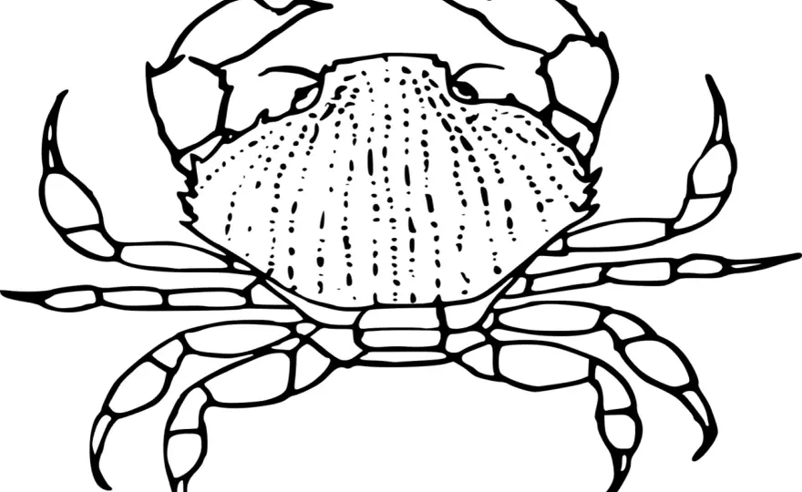 Dibujo cangrejo para colorear: Guía para imprimir y usarlo bien