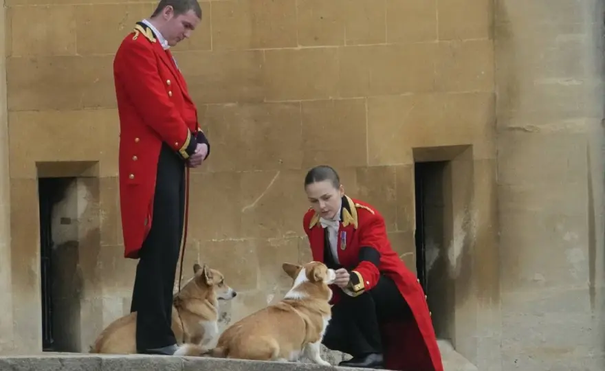 Corgi Elżbiety II - Prawda o psach królowej i ich opiece