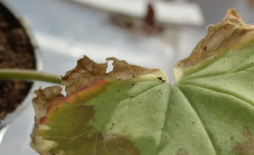 Gula blad på pelargon - Rädda din planta steg för steg