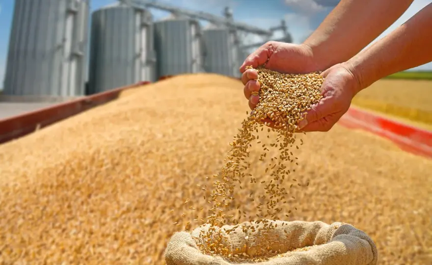 Maïs grain - Stockage réussi - Les seuils et bonnes pratiques