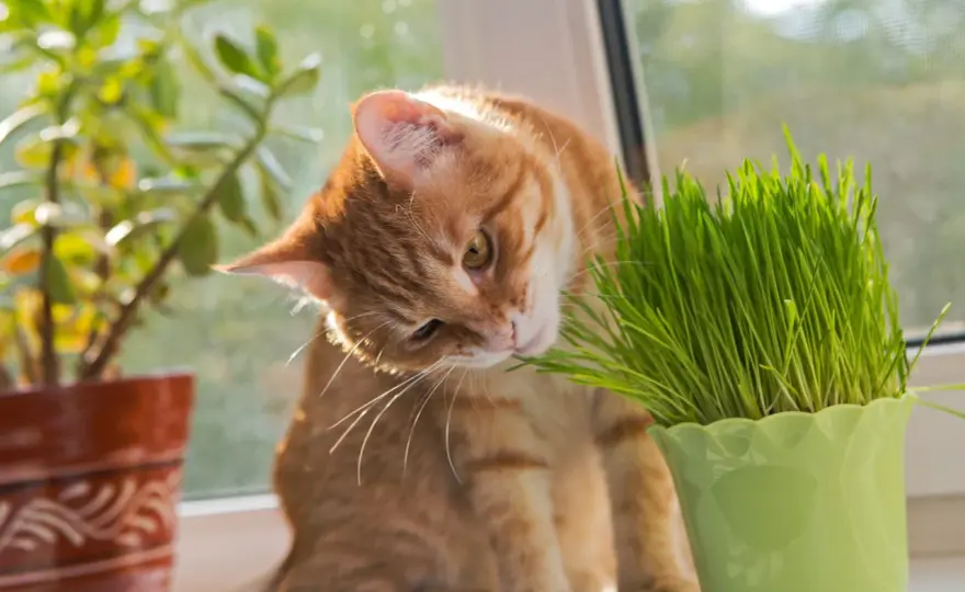 Cat Grass Benefits - Real Help or Just a Fad?