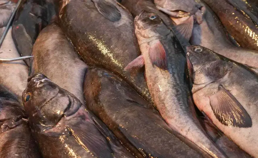 Czarny dorsz - Czarniak czy sablefish? Poznaj różnice!