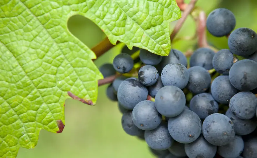 Autochthon Bedeutung im Wein - Mehr als nur ein Wort