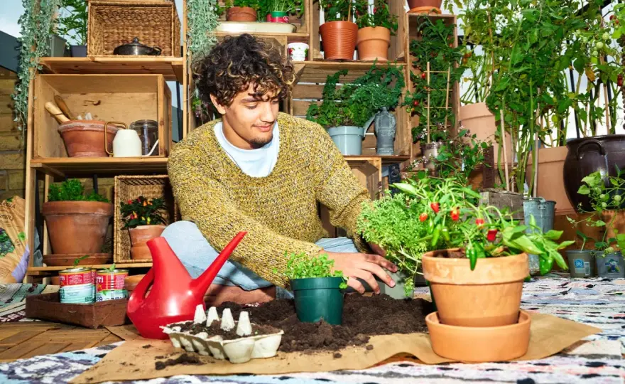 Chiliplanta i kruka - så lyckas du i svensk miljö