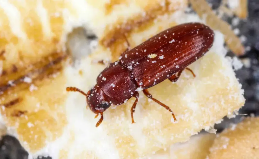 Xylocoris flavipes: Raubwanze gegen Vorratsschädlinge - Lohnt sich das?