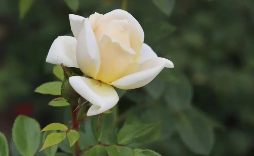 Plantera rosor - lyckas varje gång med denna guide!