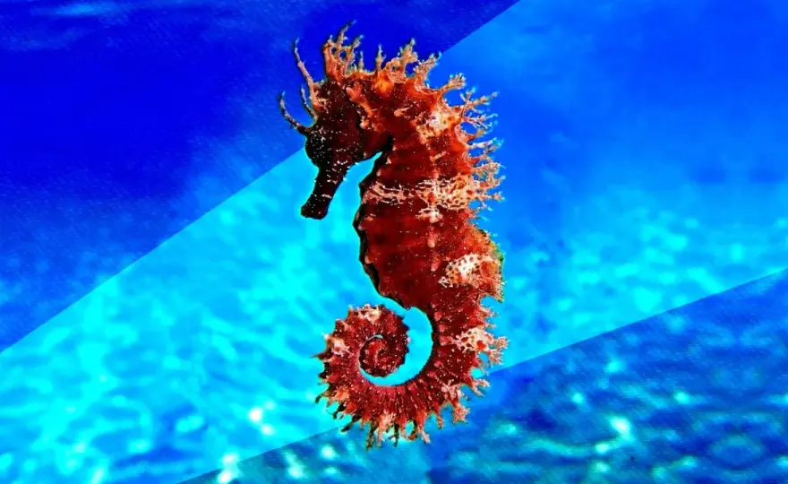 Tamaño del caballito de mar - ¿Cuánto miden realmente?
