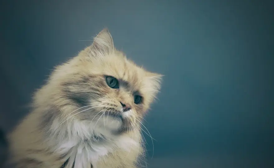 Kot dużo pije? Sprawdź, kiedy to objaw choroby!