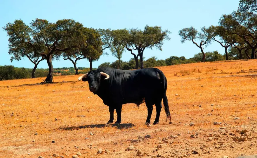 Ganadería Torrehandilla - Claves para entender el toro bravo actual