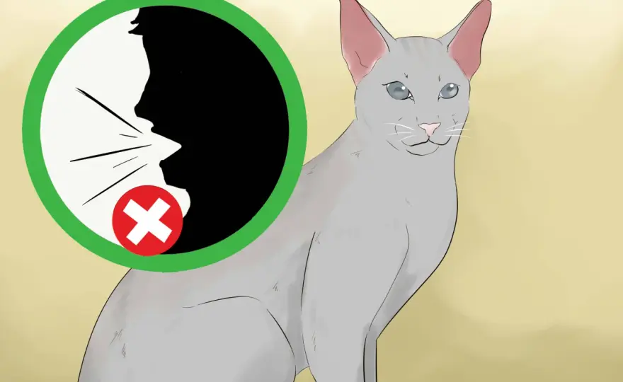 Blinde Katze richtig begleiten - Warnzeichen und sichere Umgebung