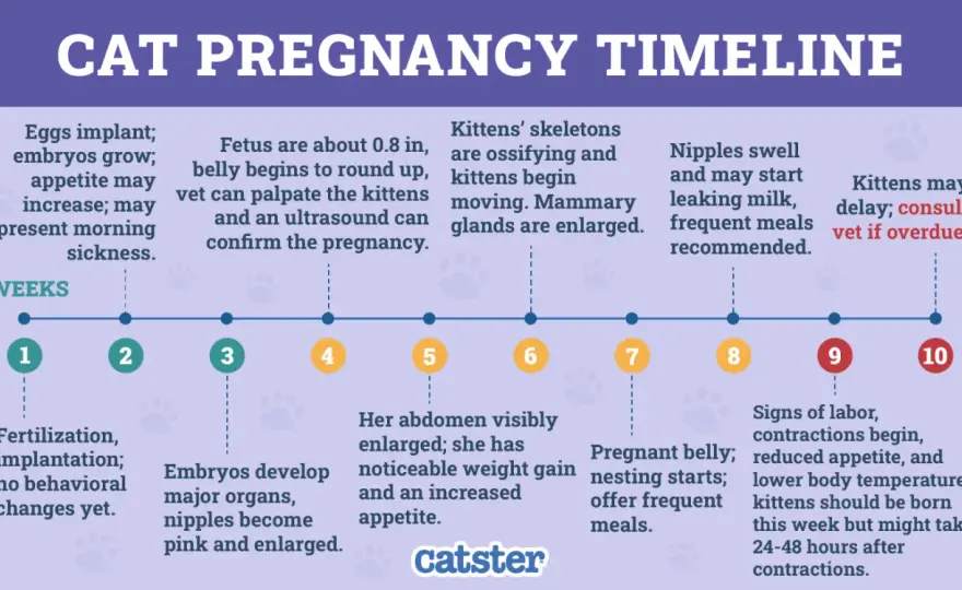 Cat Pre-Labor Signs - Know When Kittens Are Coming!