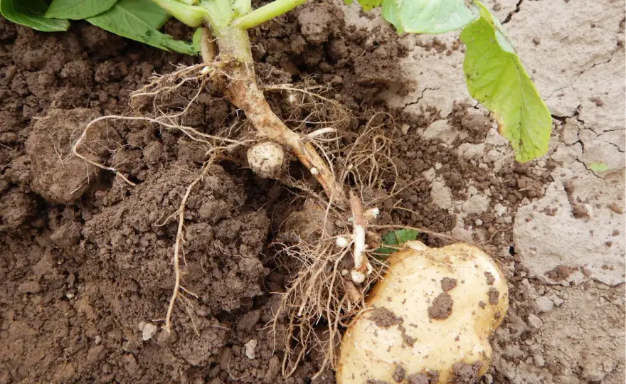 Rhizoctonia Kartoffeln - Schaden vermeiden, Ertrag sichern