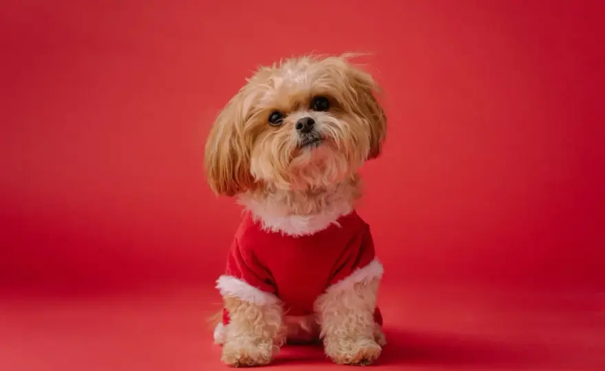 Petit chien qui ne perd pas ses poils - Le guide complet