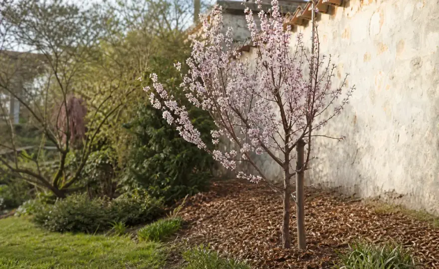 Réussir son abricotier au jardin - les gestes qui comptent