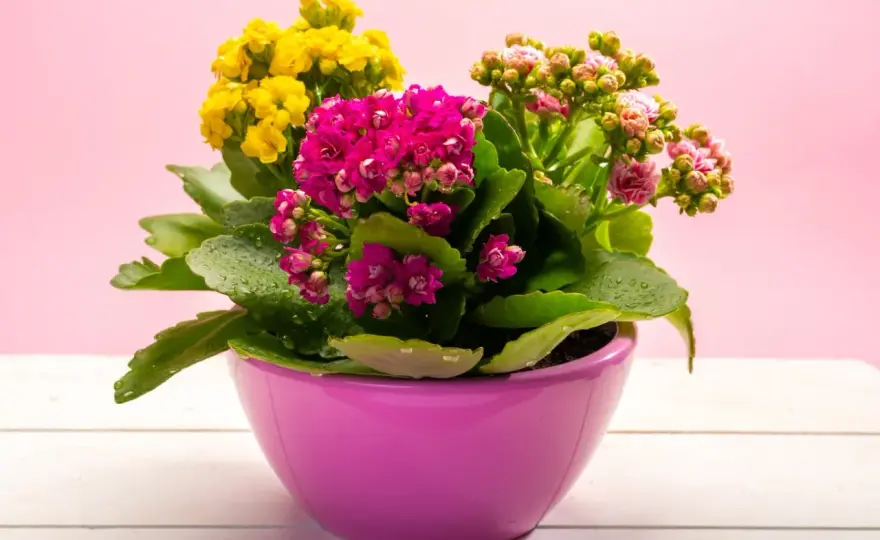 Kalanchoe - Pielęgnacja, kwitnienie i błędy. Zobacz, jak dbać!