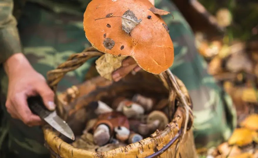Stojaki grzyb i stojak do przechowywania fungi
