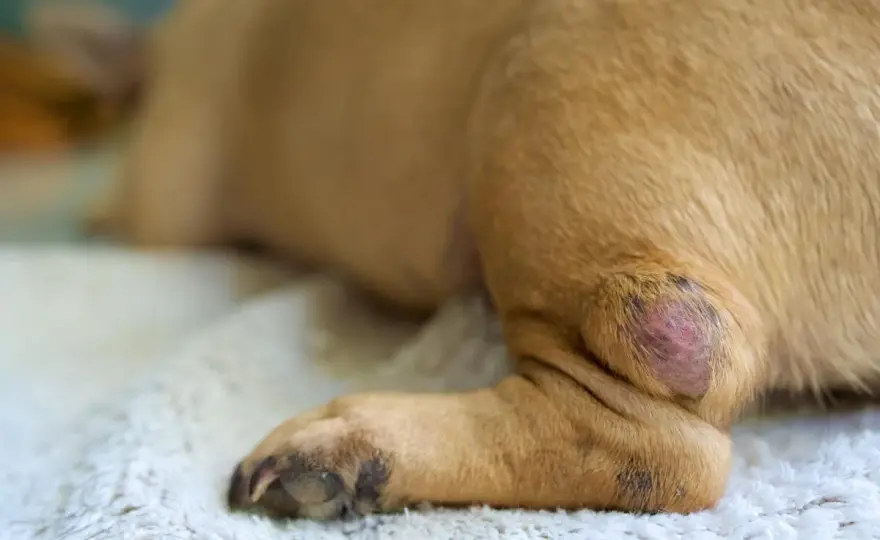 Massa sulla pelle del cane - Quando preoccuparsi?