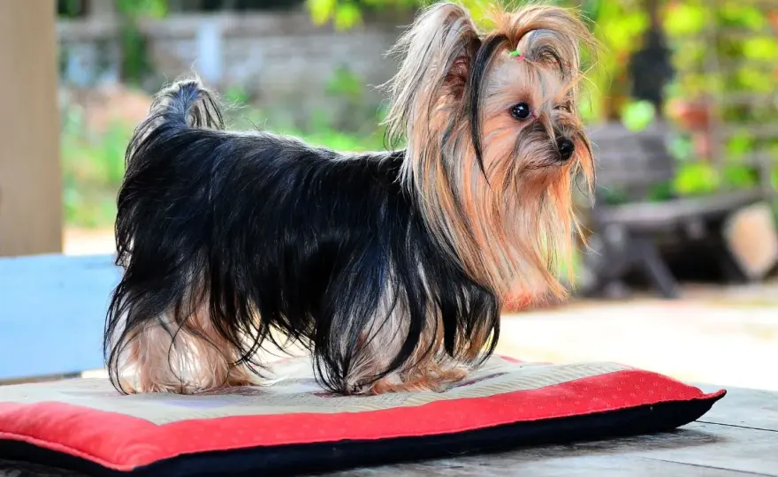 Yorkshire terrier - jak wygląda rasowy york? Wzorzec FCI