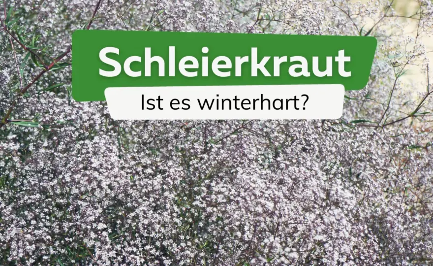 Ist Schleierkraut winterhart? So gelingt die Überwinterung