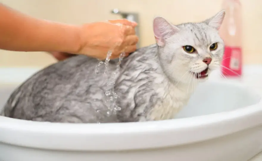 Why Do Cats Hate Water? Solve the Mystery & Bathe Stress-Free