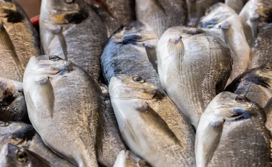 Tipos de sargo en España y cómo elegir el mejor para cocinar